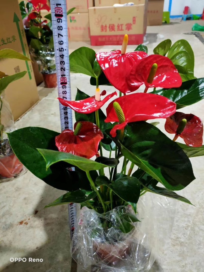 150特伦萨22元，一件20盆