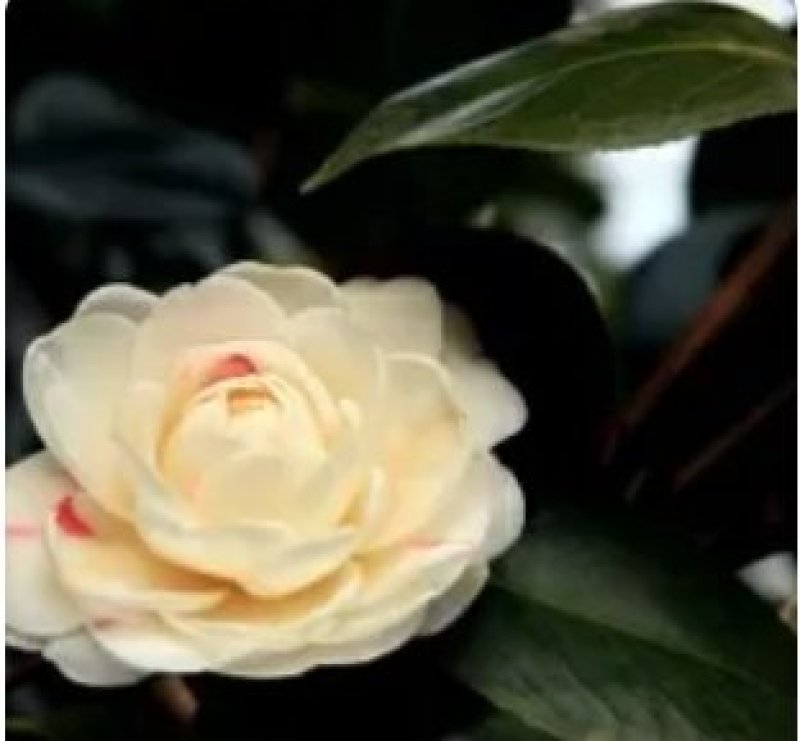 茶花种子所以得名山茶花。