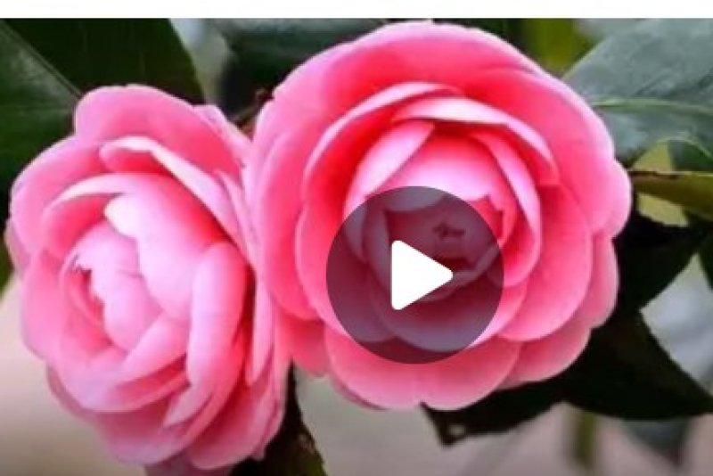 茶花种子所以得名山茶花。