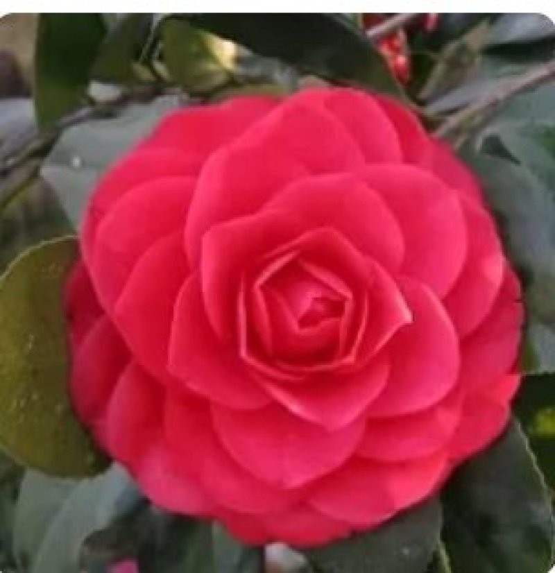 茶花种子所以得名山茶花。
