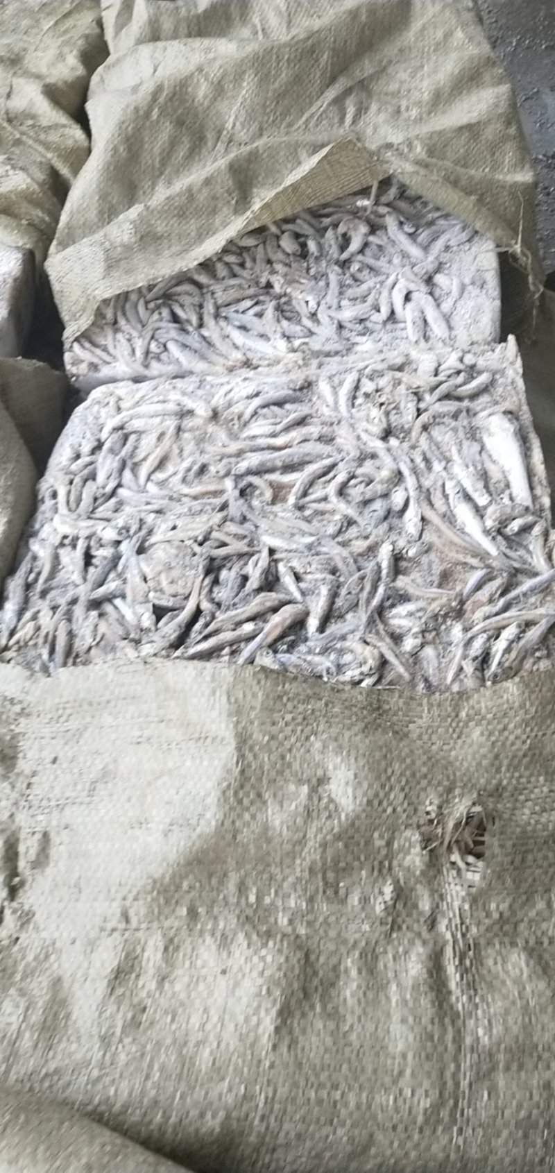 饲料鱼海捕鳀鱼船冻新货等级品种齐全