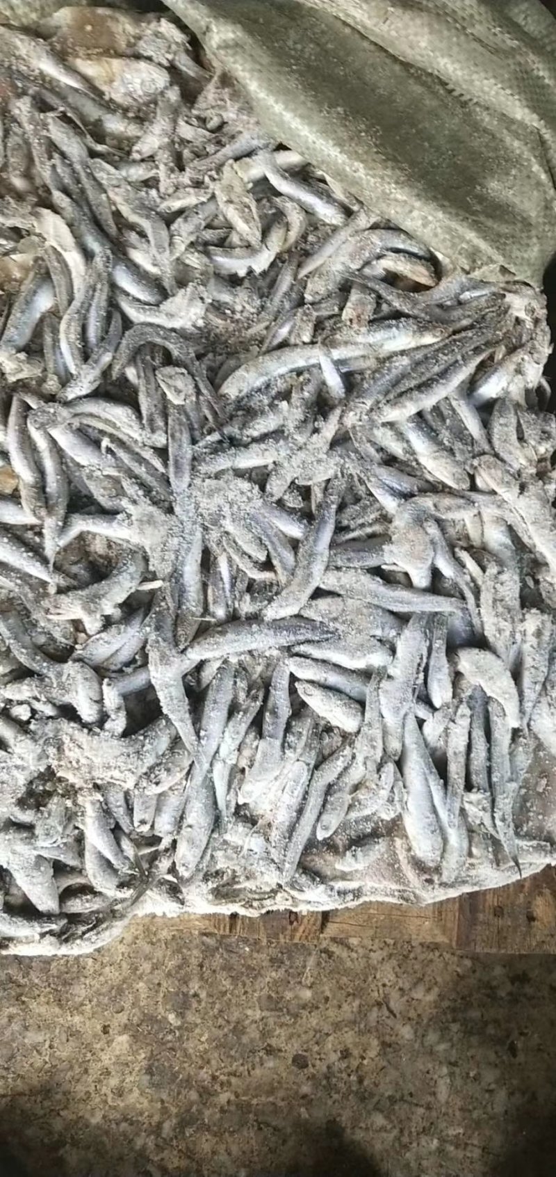 饲料鱼海捕鳀鱼船冻新货等级品种齐全