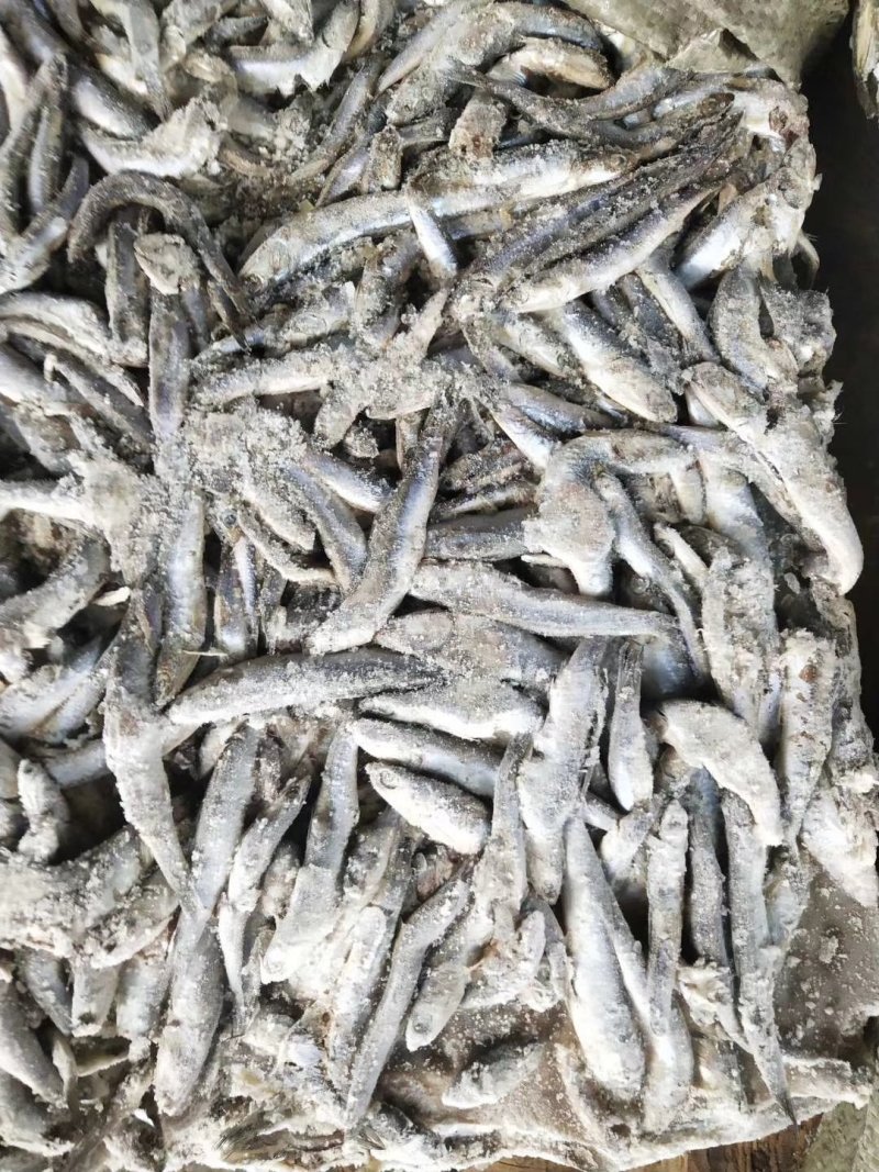 饲料鱼海捕鳀鱼船冻新货等级品种齐全