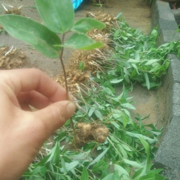黄精种苗/黄精苗/姜型甜黄精/倒苗黄精/多花姜型黄精/