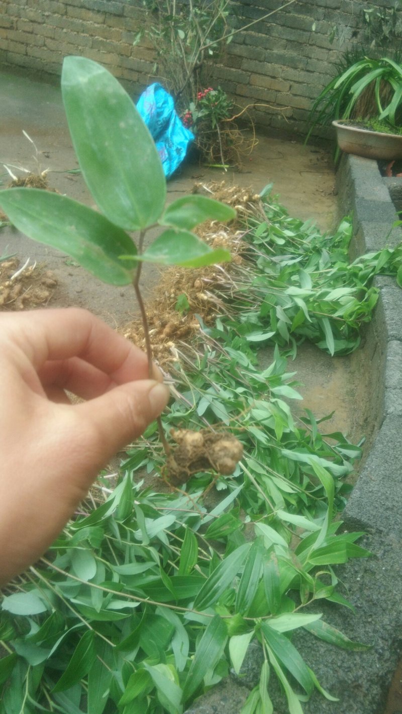 黄精种苗/黄精苗/姜型甜黄精/倒苗黄精/多花姜型黄精/