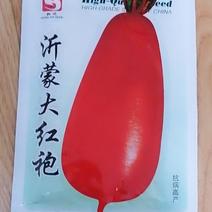 夏季大红袍萝卜种子