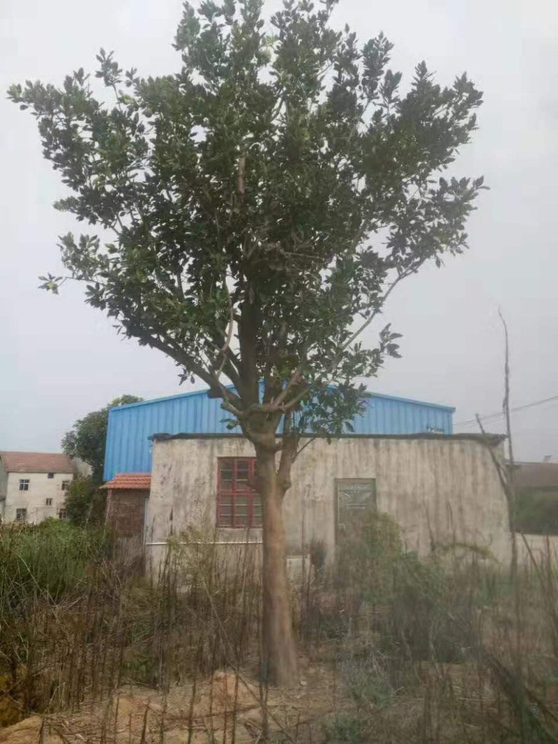 18-20公分柚子树，苗木直供，欢迎有需要的朋友咨询