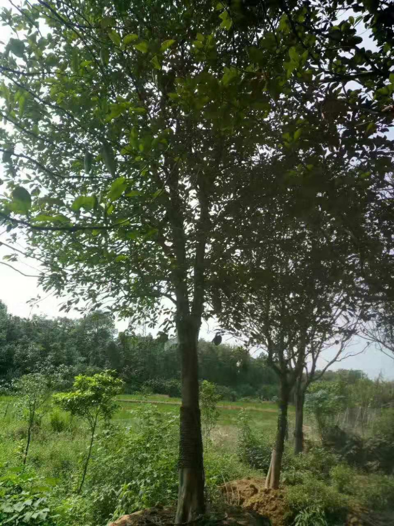 18-20公分柚子树，苗木直供，欢迎有需要的朋友咨询