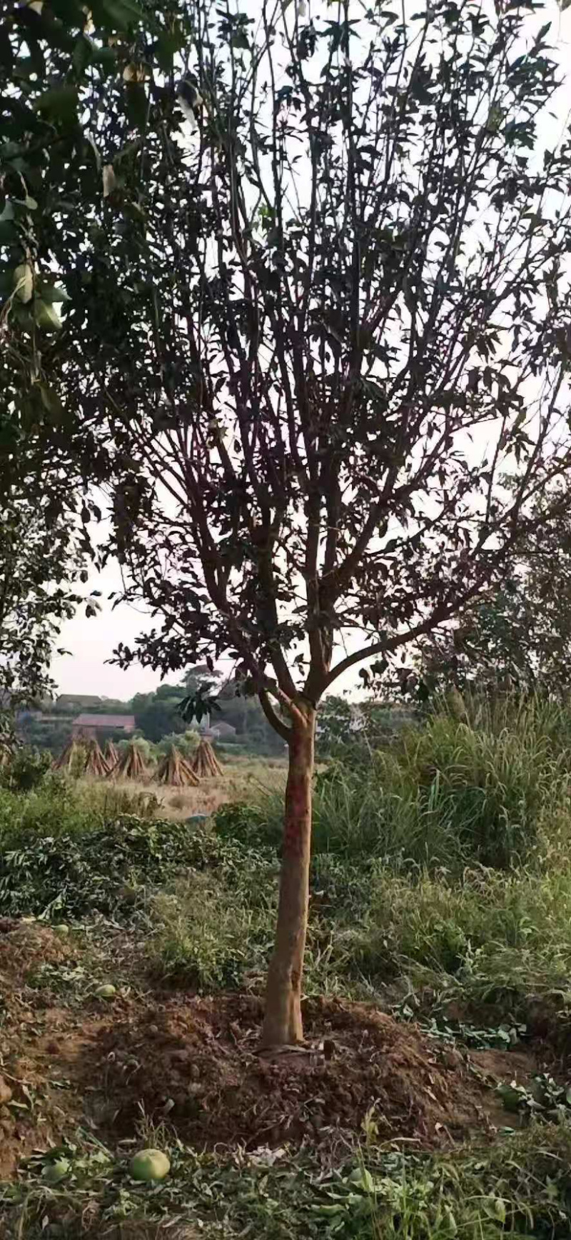 18-20公分柚子树，苗木直供，欢迎有需要的朋友咨询