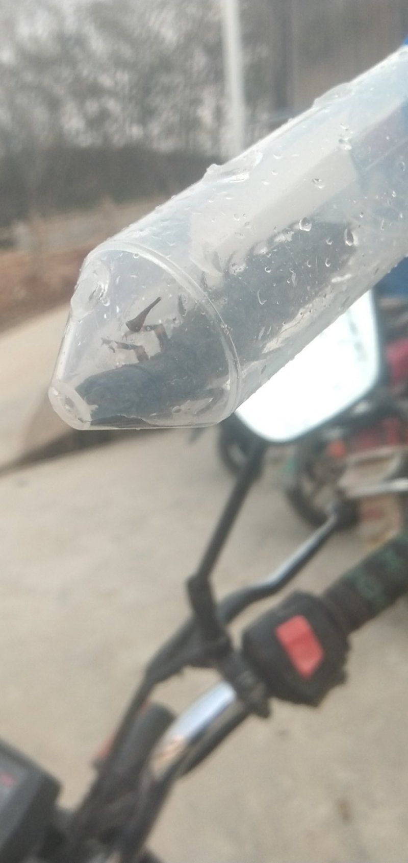 爬沙虫