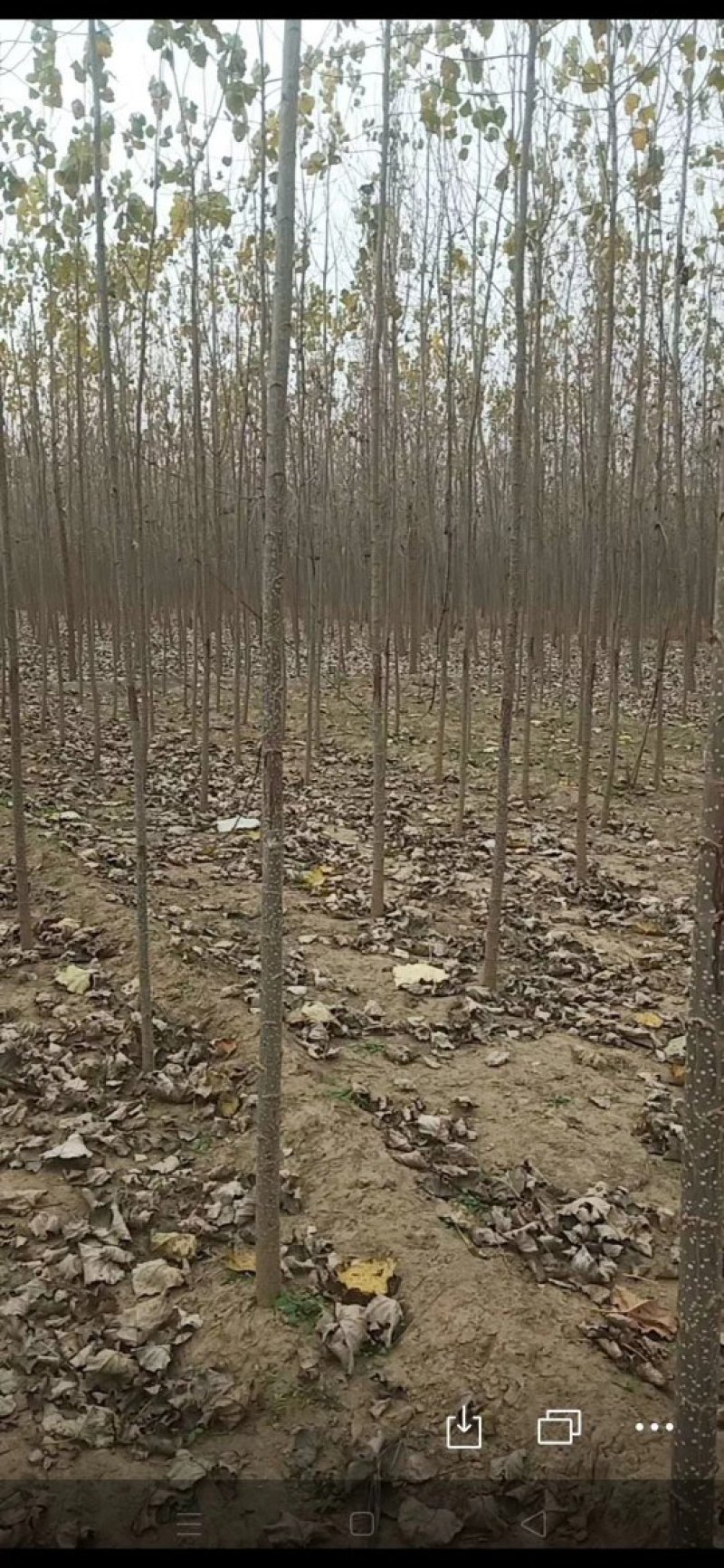 107速生杨