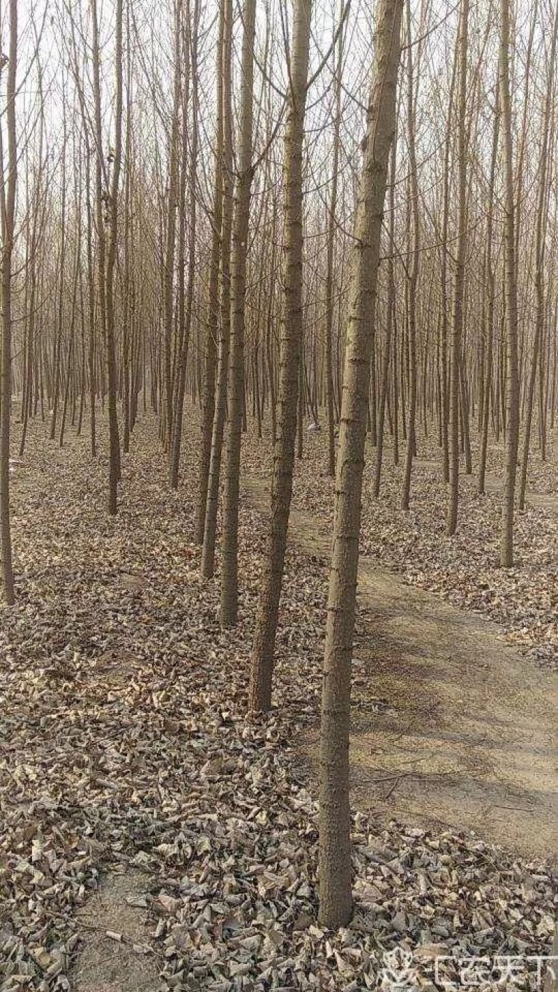 107速生杨