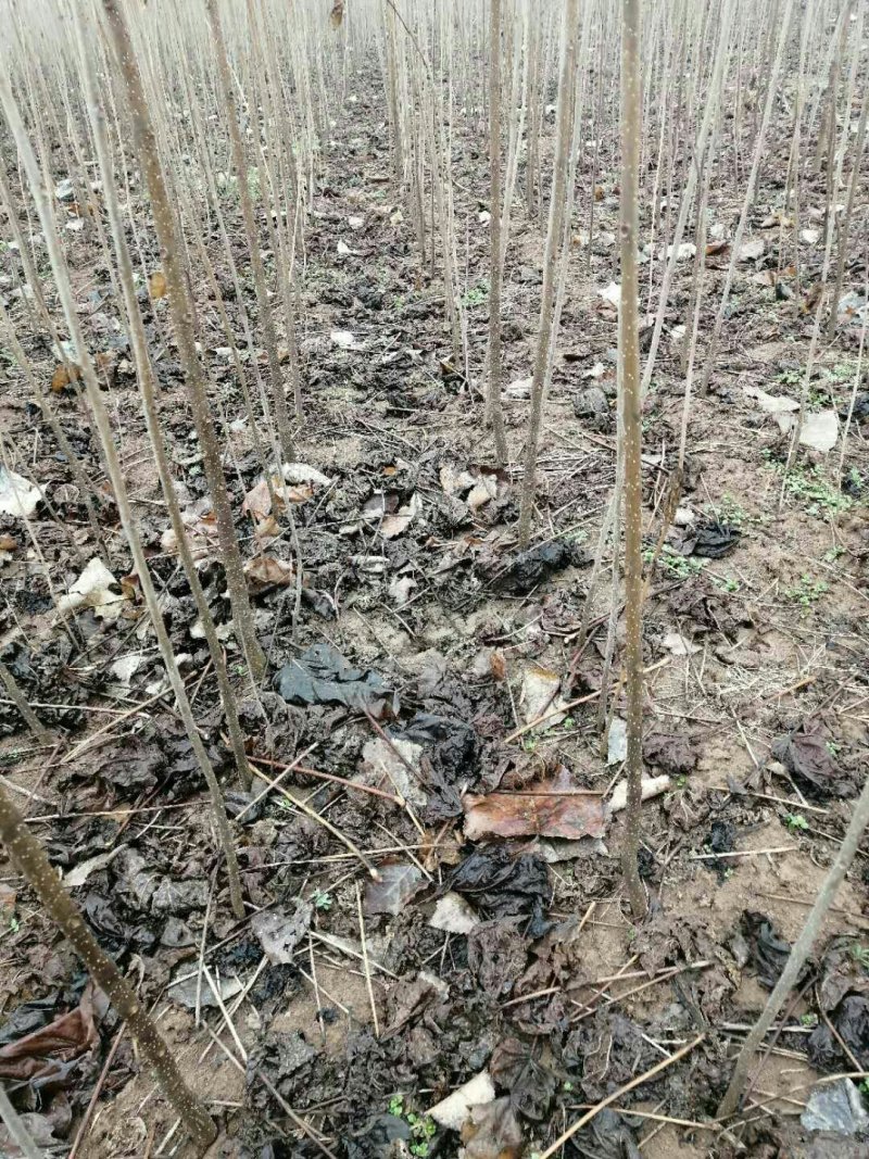 精品梓树小苗给钱就卖