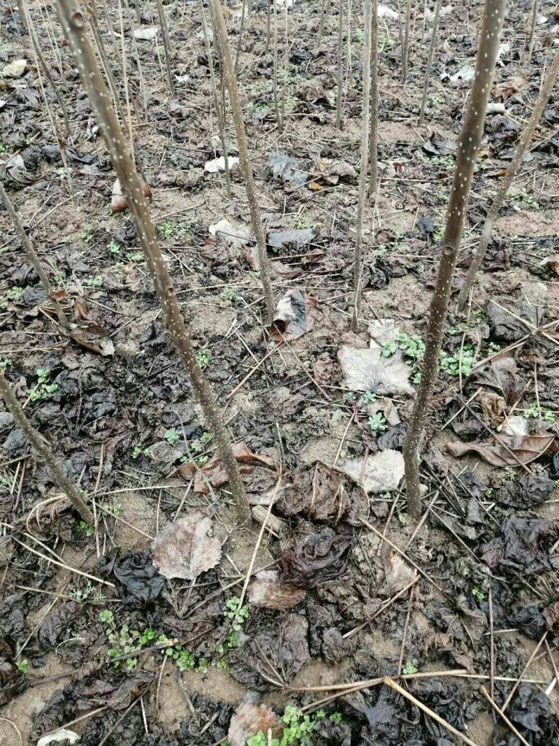 精品梓树小苗给钱就卖