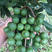 夏威夷澳洲坚果苗南方种植桂热一号原土杯发货