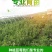 蓝莓苗盆栽地栽四季蓝莓苗种植北方当年结果蓝莓树苗