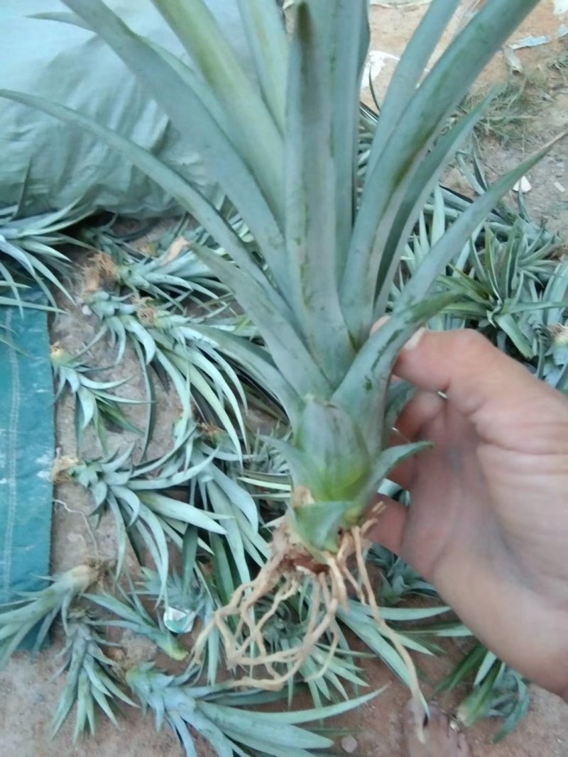 菠萝苗凤梨苗金钻十六号十七号