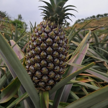 菠萝苗凤梨苗金钻十六号十七号