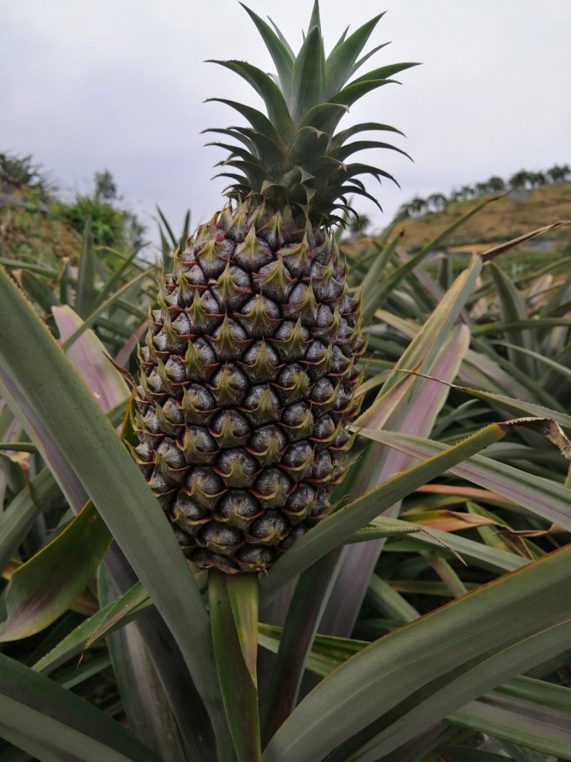 菠萝苗凤梨苗金钻十六号十七号