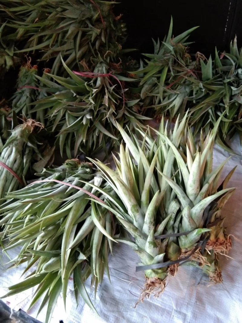 菠萝苗凤梨苗金钻十六号十七号