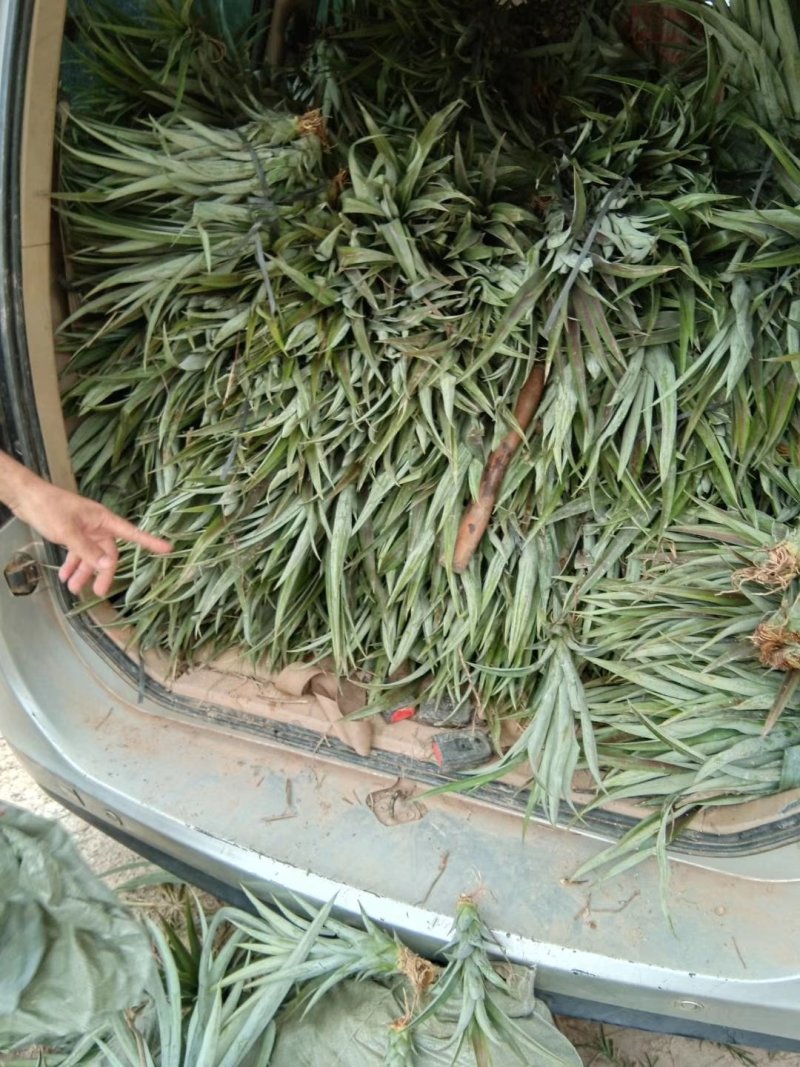 菠萝苗凤梨苗金钻十六号十七号