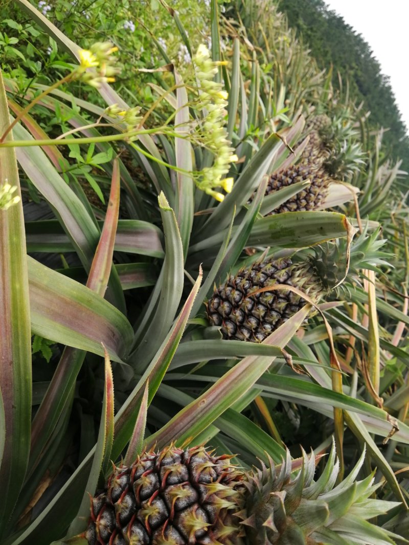 菠萝苗凤梨苗金钻十六号十七号