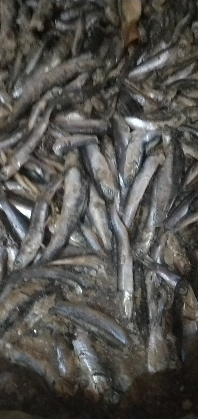 螃蟹饲料鳀鱼饲料鱼海捕船冻新货全等级