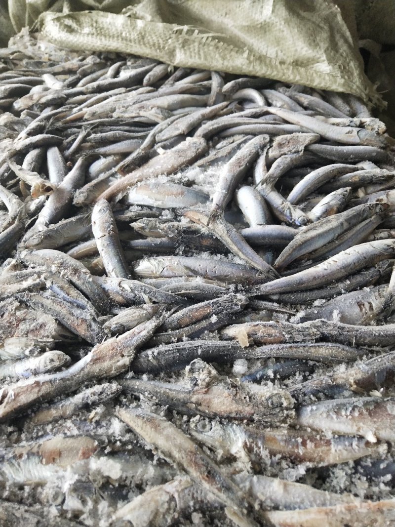 螃蟹饲料鳀鱼饲料鱼海捕船冻新货全等级