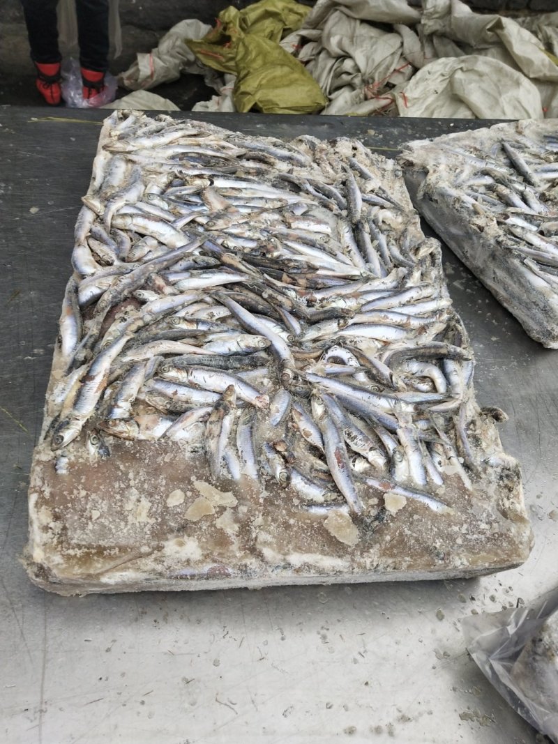 螃蟹饲料鳀鱼饲料鱼海捕船冻新货全等级