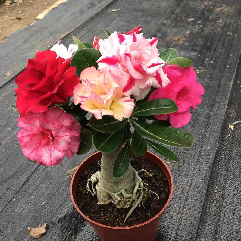 重瓣沙漠玫瑰花苗盆栽四季开花不断好养花卉阳台庭院盆景老桩