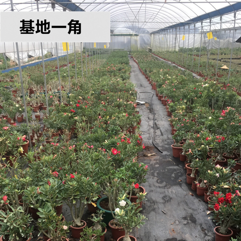 重瓣沙漠玫瑰花苗盆栽四季开花不断好养花卉阳台庭院盆景老桩