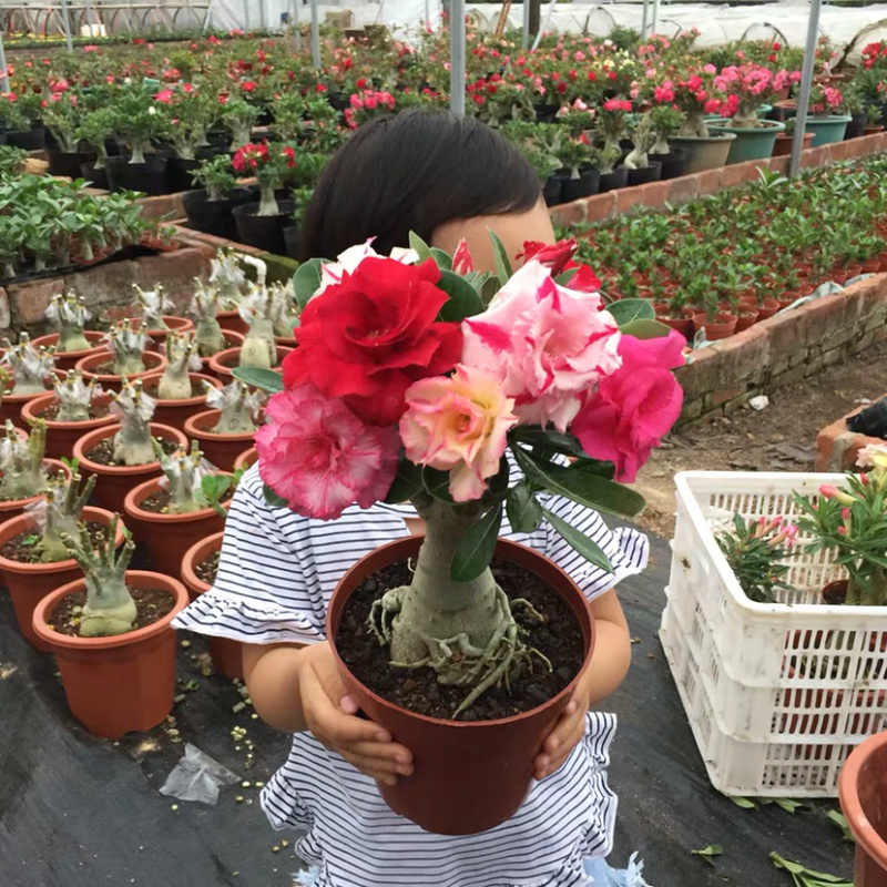 重瓣沙漠玫瑰花苗盆栽四季开花不断好养花卉阳台庭院盆景老桩