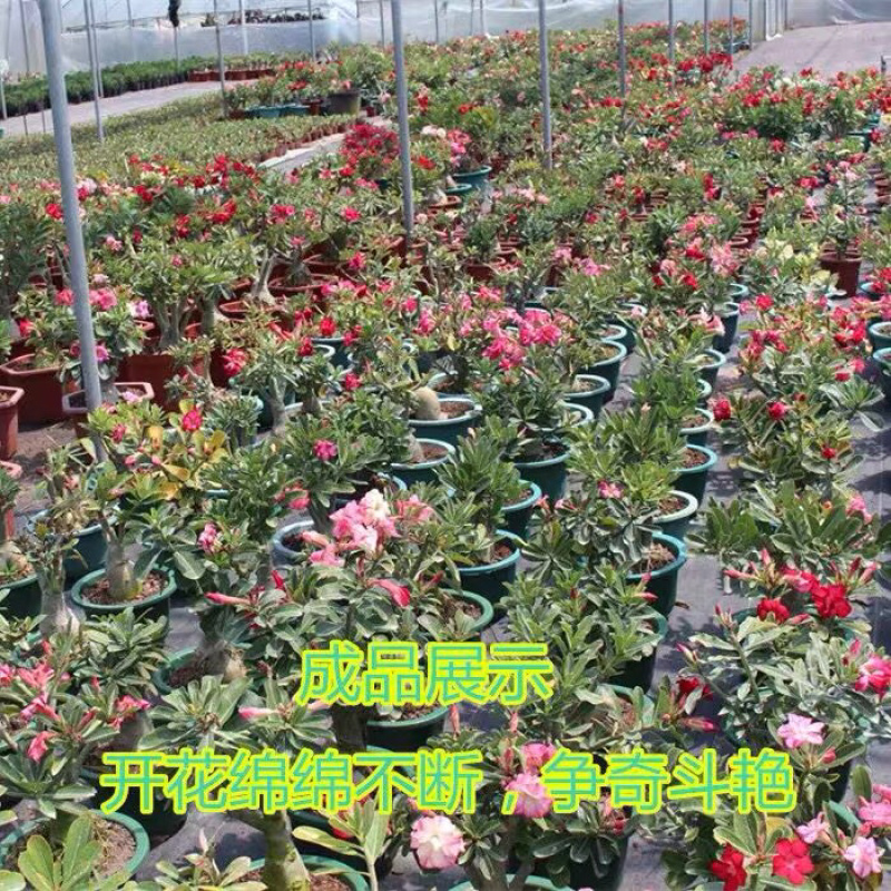 重瓣沙漠玫瑰花苗盆栽四季开花不断好养花卉阳台庭院盆景老桩
