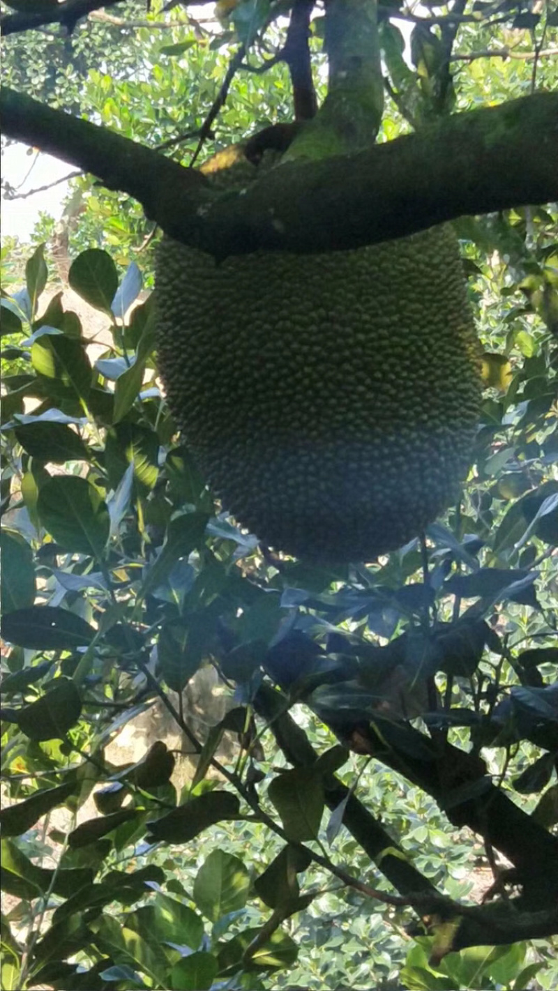 红肉菠萝蜜