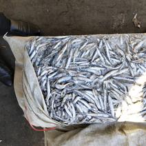 鳀鱼海捕鳀鱼蛋白含量高大量供货量大从优