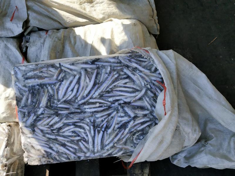 鳀鱼海捕鳀鱼蛋白含量高大量供货量大从优