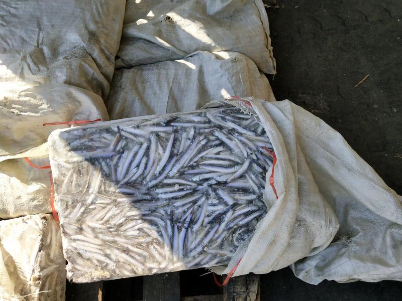 鱼饲料鳀鱼海捕船冻新货品种等级齐全量大从优