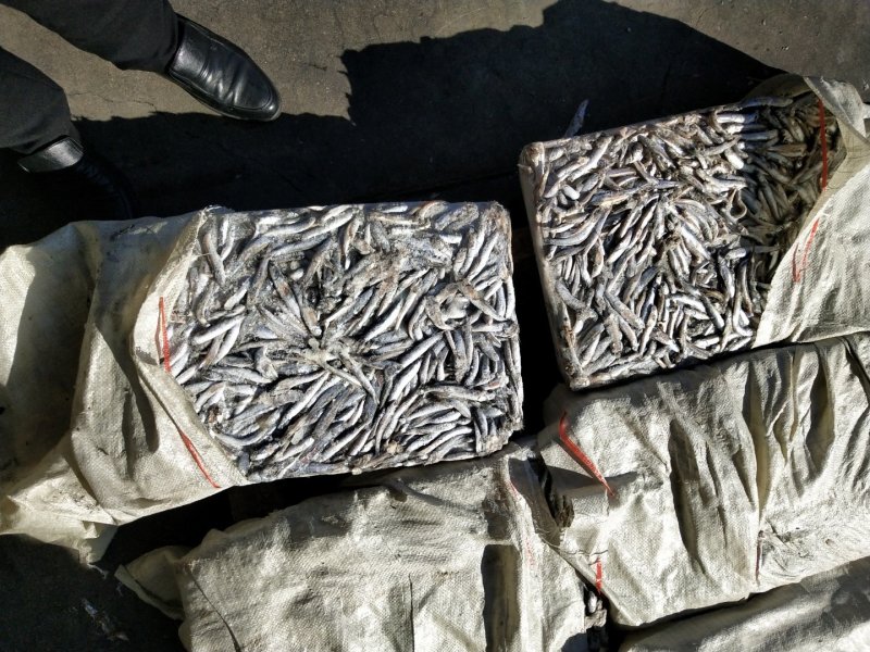 鳀鱼海捕鳀鱼蛋白含量高大量供货量大从优