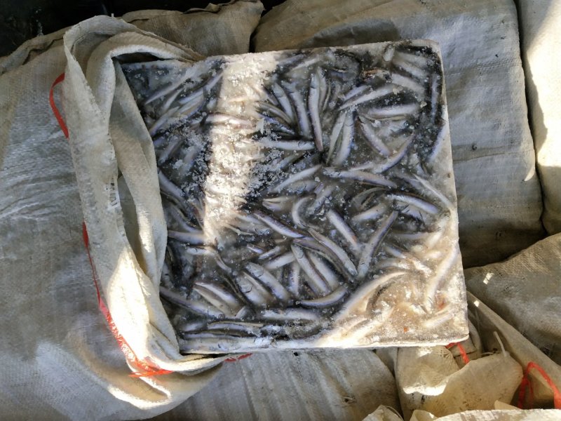 鳀鱼海捕鳀鱼蛋白含量高大量供货量大从优