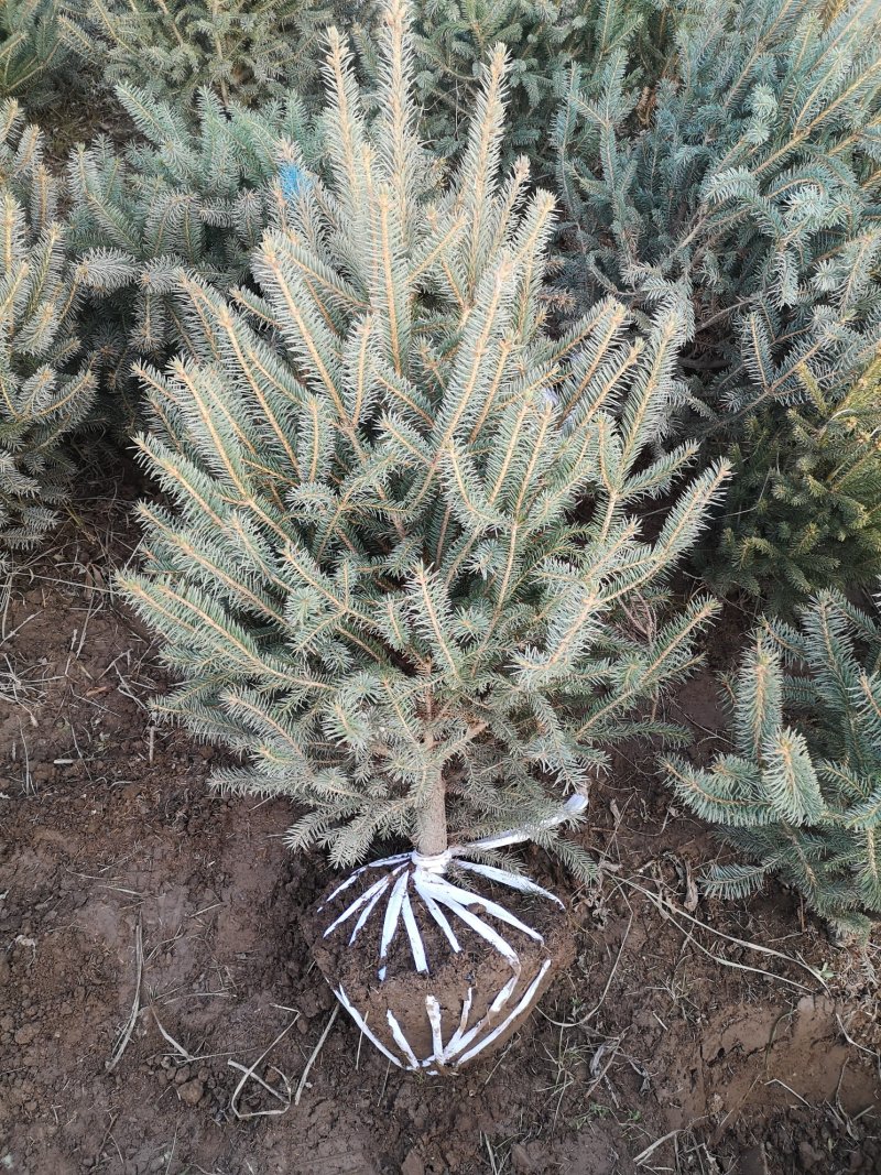青海云杉苗大田定植苗，杯苗，裸根苗