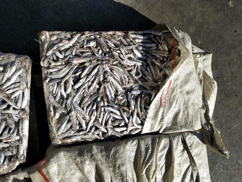 鱼饲料鳀鱼海捕船冻新货品种等级齐全量大从优