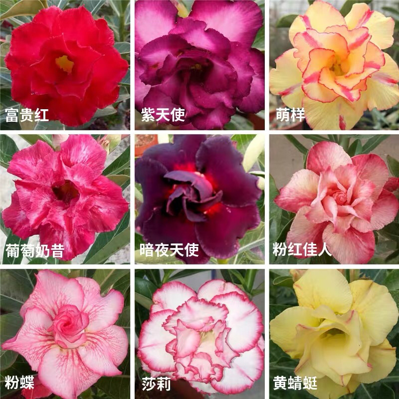 重瓣沙漠玫瑰花苗盆栽四季开花不断好养花卉阳台庭院盆景老桩