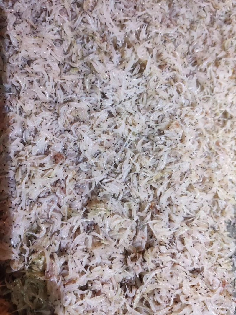 虾粉原料鲜度佳虾酱原料，养殖虾饲料虾天然网捕