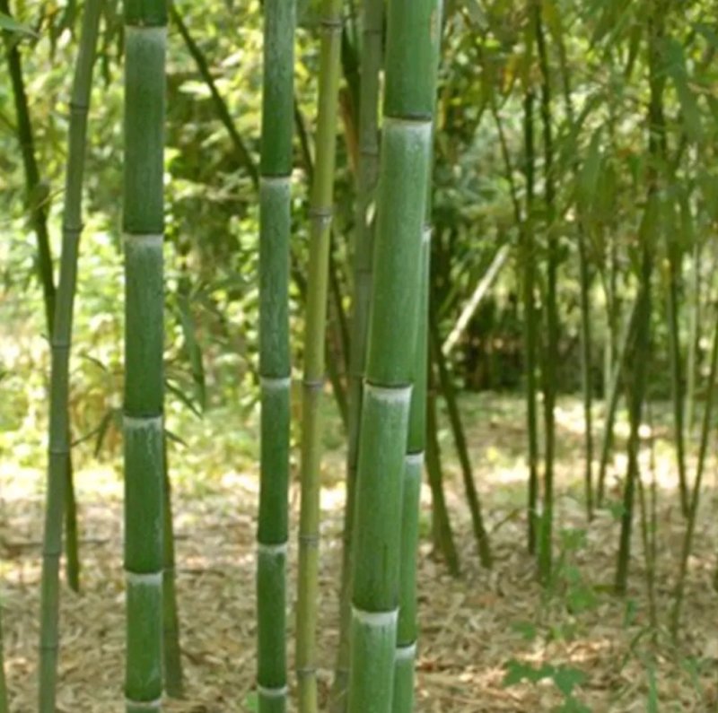 四季青竹苗耐寒耐旱四季常青基地直销保湿发货包邮欢迎订购