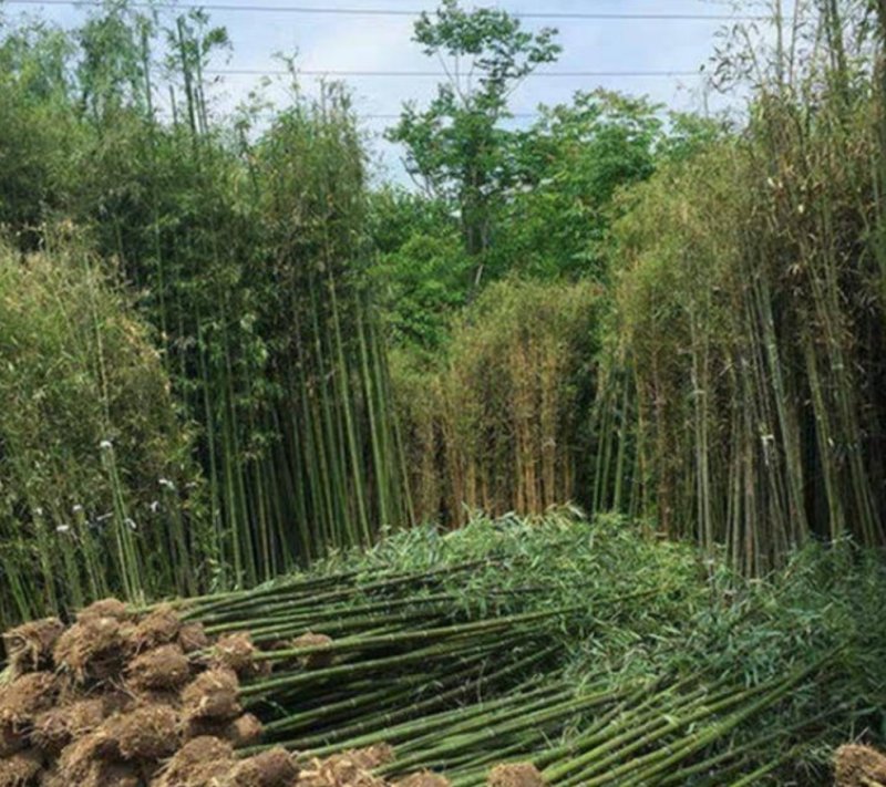 四季青竹苗耐寒耐旱四季常青基地直销保湿发货包邮欢迎订购