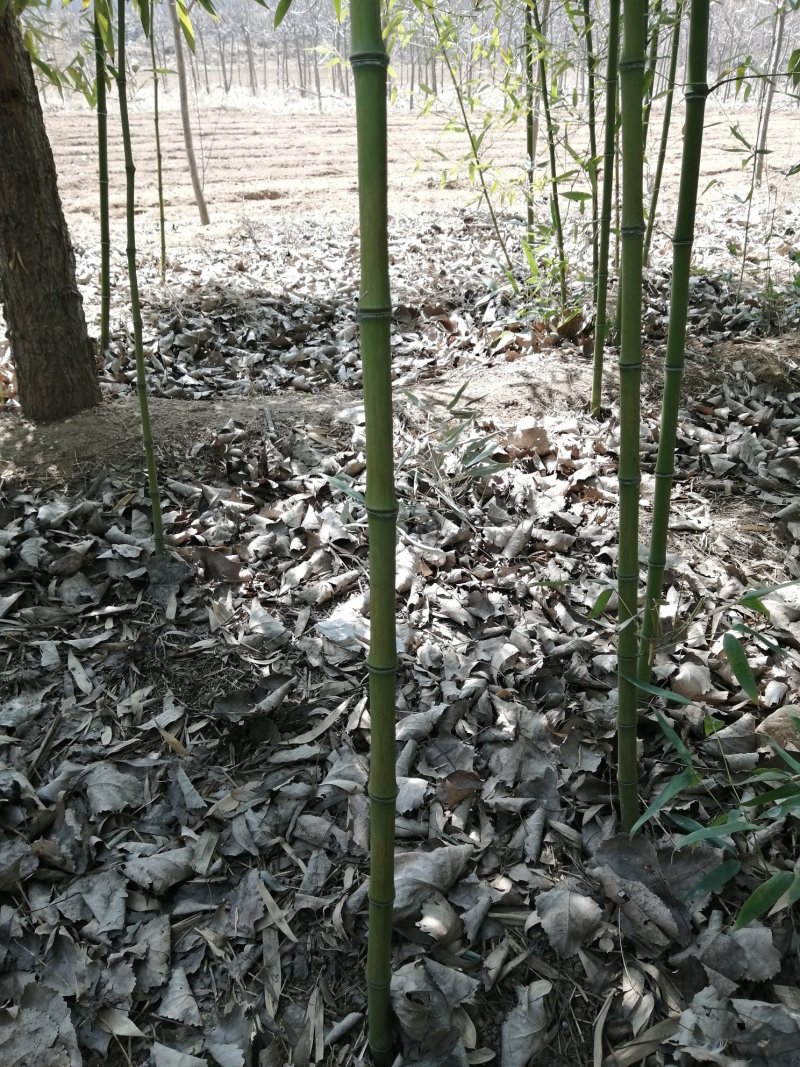 四季青竹苗耐寒耐旱四季常青基地直销保湿发货包邮欢迎订购