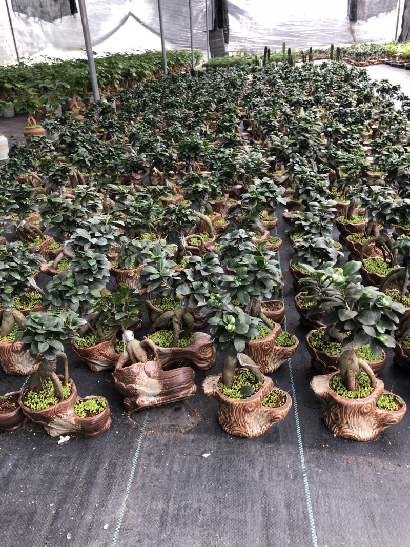 人参榕盆景/绿化/植物盆栽桌上摆放绿植盆栽