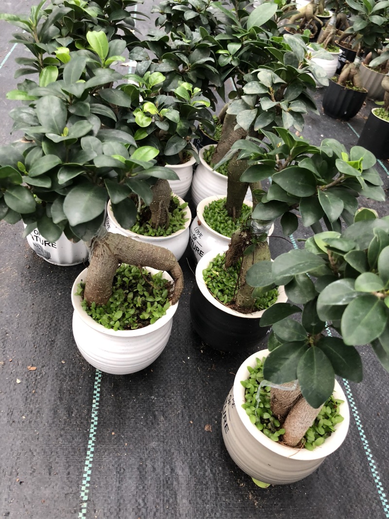 人参榕盆景/绿化/植物盆栽桌上摆放绿植盆栽