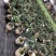 人参榕盆景/绿化/植物盆栽桌上摆放绿植盆栽