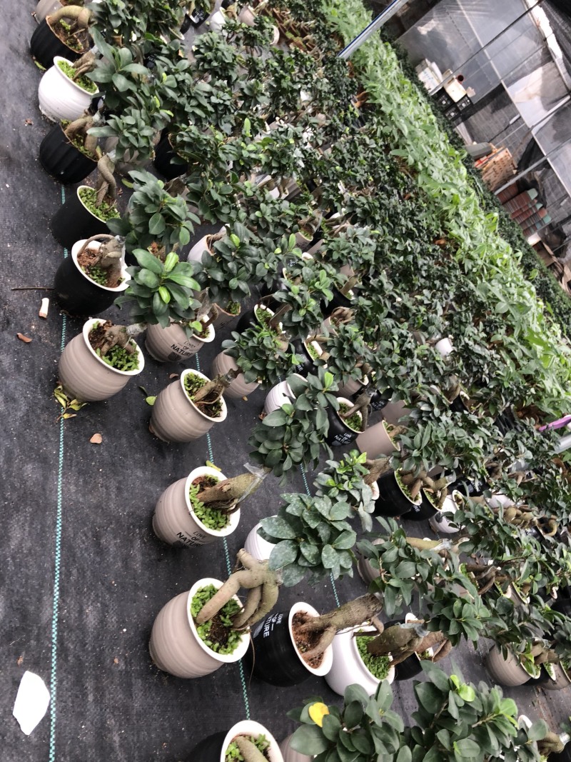 人参榕盆景/绿化/植物盆栽桌上摆放绿植盆栽